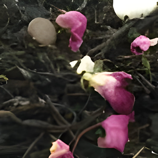 CHÁ NEGRO AMOR À PRIMEIRA VISTA - Harley Gabriel